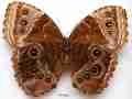 Morpho helenor female (verso aberration costa rica) (Internet Image property of respective owner, non-commercial use only)